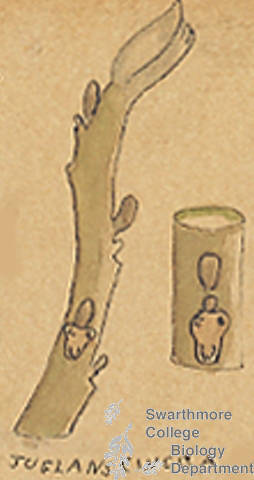 Botanical drawing of genus Juglans and species cinerea