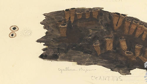 Botanical drawing of genus Cyanthus and species strigosum