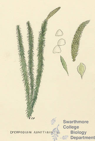 Botanical drawing of genus Lycopodium and species annotinun