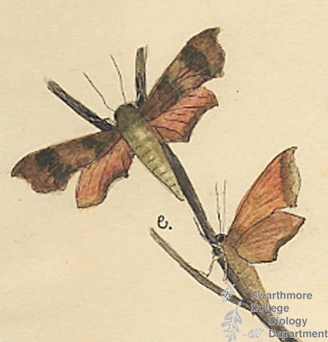 Botanical drawing of genus Darapsa and species myron