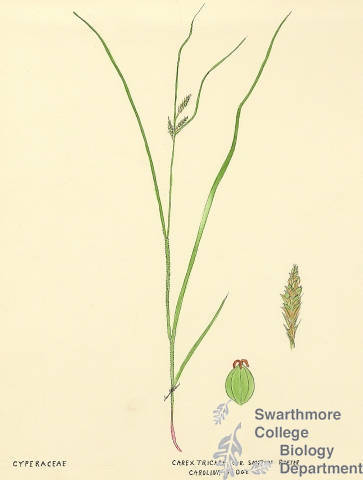 Botanical drawing of genus Carex and species triceps