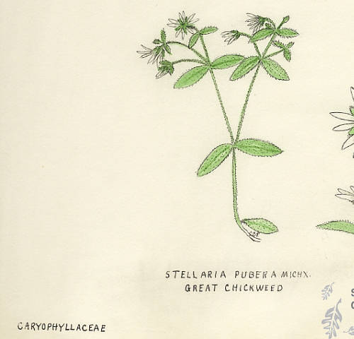 Botanical drawing of genus Stellaria and species pubera