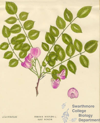 Botanical drawing of genus Robinia and species hispida