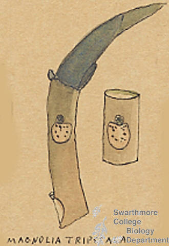 Botanical drawing of genus Magnolia and species tripetala