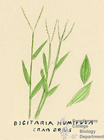 Botanical drawing of genus Digitaria and species humifusa