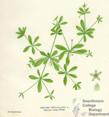 Botanical drawing of genus Mollugo and species verticillata