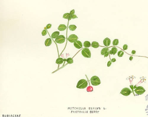 Botanical drawing of genus Mitchella and species repens