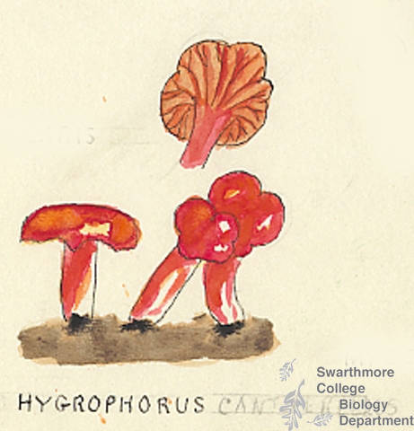 Botanical drawing of genus Hygrophorus and species cantherellus