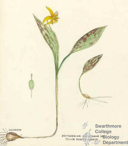 Botanical drawing of genus Erythronium and species americanum