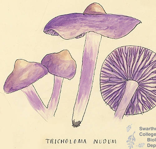 Botanical drawing of genus Tricholoma and species nudum