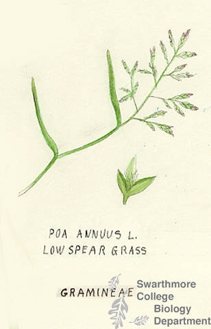 Botanical drawing of genus Poa and species annuus