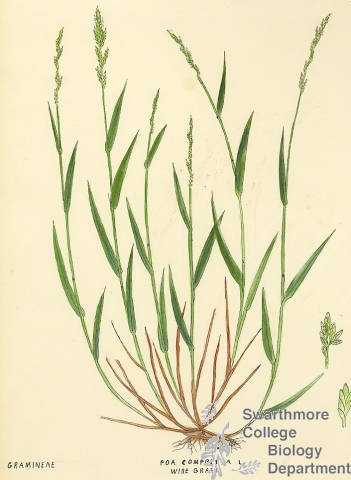 Botanical drawing of genus Poa and species compressa