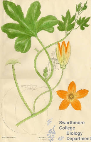 Botanical drawing of genus Cucurbita and species pepo