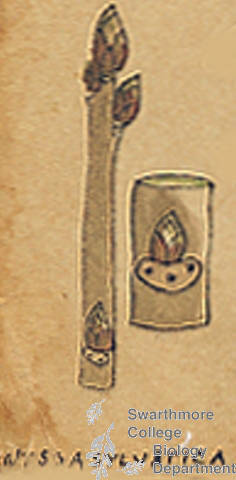 Botanical drawing of genus Nyssa and species sylvatica