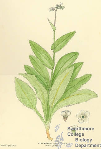 Botanical drawing of genus Cynoglossum and species virginianum
