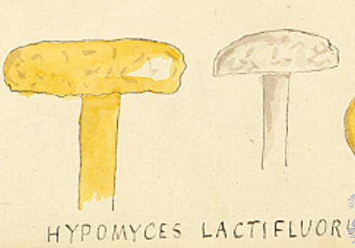 Botanical drawing of genus Hypomyces and species lectifluorum