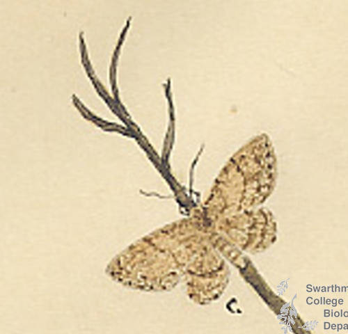 Botanical drawing of genus Ectropis and species crepuscularia