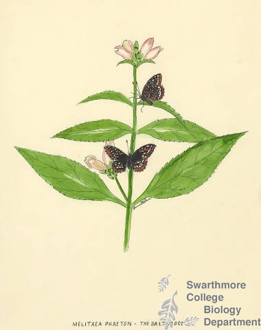 Botanical drawing of genus Melitaea and species phaeton