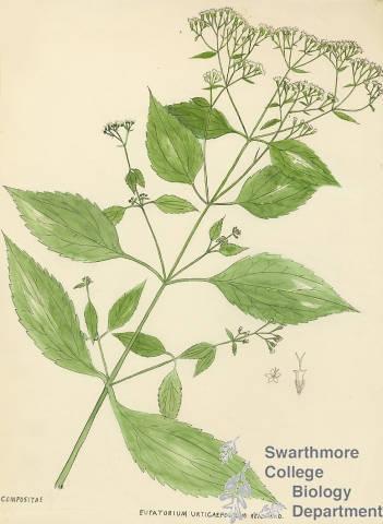 Botanical drawing of genus Eupatorium and species urticaefolium