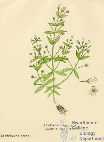 Botanical drawing of genus Gratiola and species virginiana