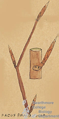 Botanical drawing of genus Fagus and species grandifolia