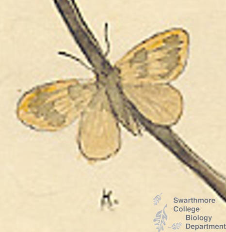 Botanical drawing of genus Eudule and species mendica