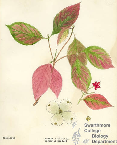 Botanical drawing of genus Cornus and species florida