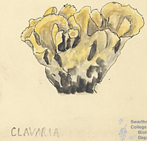 Botanical drawing of genus Clavaria and species sp