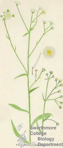 Botanical drawing of genus Erigeron and species ramosus