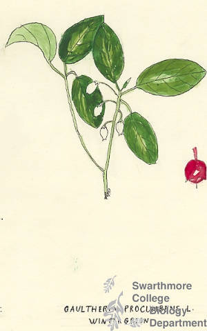 Botanical drawing of genus Gaultheria and species procumbens