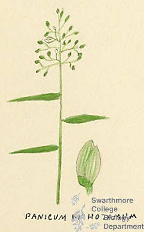 Botanical drawing of genus Panicum and species dichotomum
