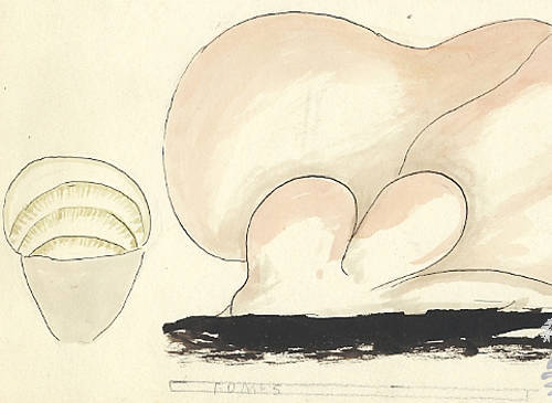Botanical drawing of genus Fomes and species sp