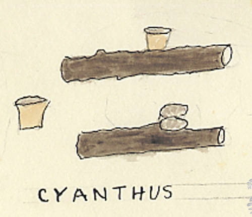 Botanical drawing of genus Cyanthus and species sp