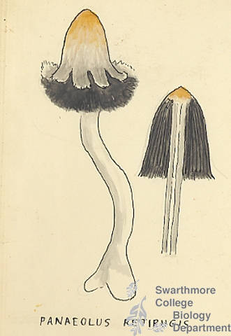 Botanical drawing of genus Panaeolus and species retirugis