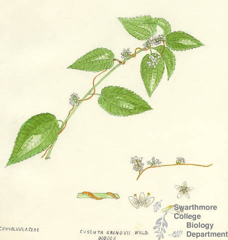 Botanical drawing of genus Cuscuta and species gronovii