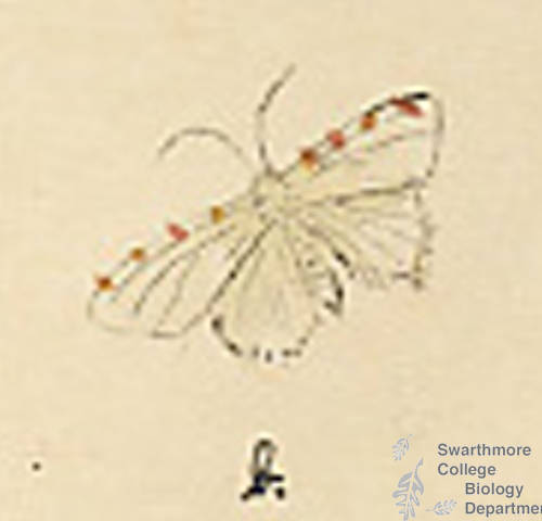 Botanical drawing of genus Sciographia and species grawitata