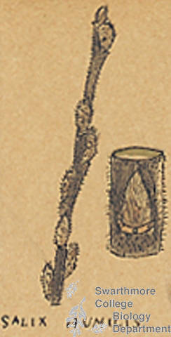 Botanical drawing of genus Salix and species humilis