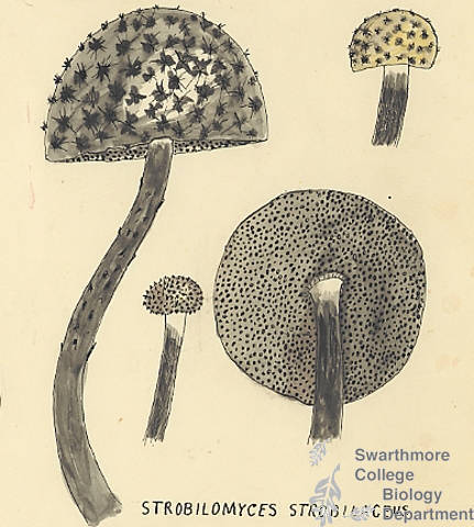 Botanical drawing of genus Strobilomyces and species strobilaceus