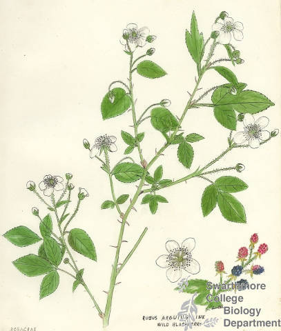 Botanical drawing of genus Rubus and species argutus