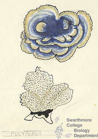Botanical drawing of genus Polyporus and species sp