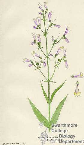Botanical drawing of genus Pentstemon and species hirsutus