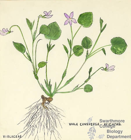Botanical drawing of genus Viola and species conspersa