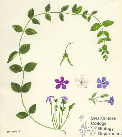 Botanical drawing of genus Vinca and species minor