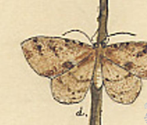 Botanical drawing of genus Melanolophia and species canadaria