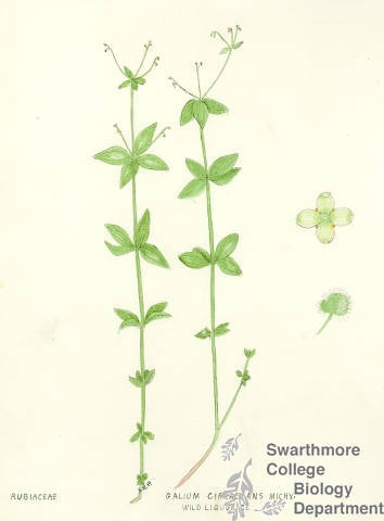Botanical drawing of genus Galium and species circaezans
