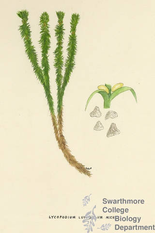 Botanical drawing of genus Lycopodium and species lucidulum