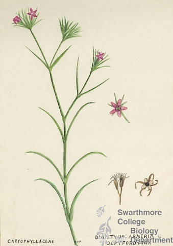 Botanical drawing of genus Dianthus and species armeria