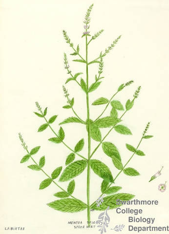 Botanical drawing of genus Mentha and species spicata
