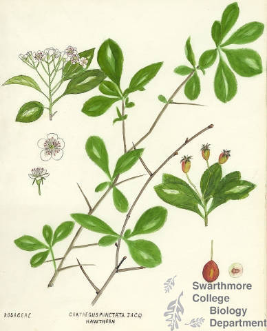 Botanical drawing of genus Crataegus and species punctata