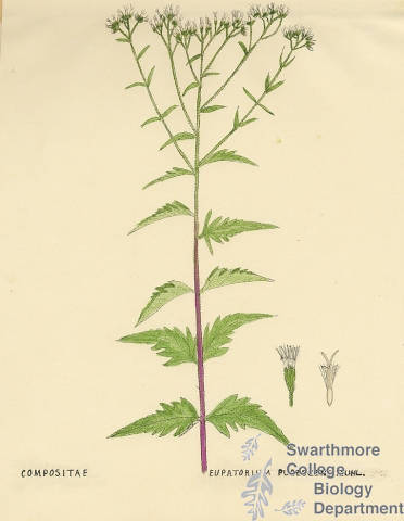 Botanical drawing of genus Eupatorium and species pubescens